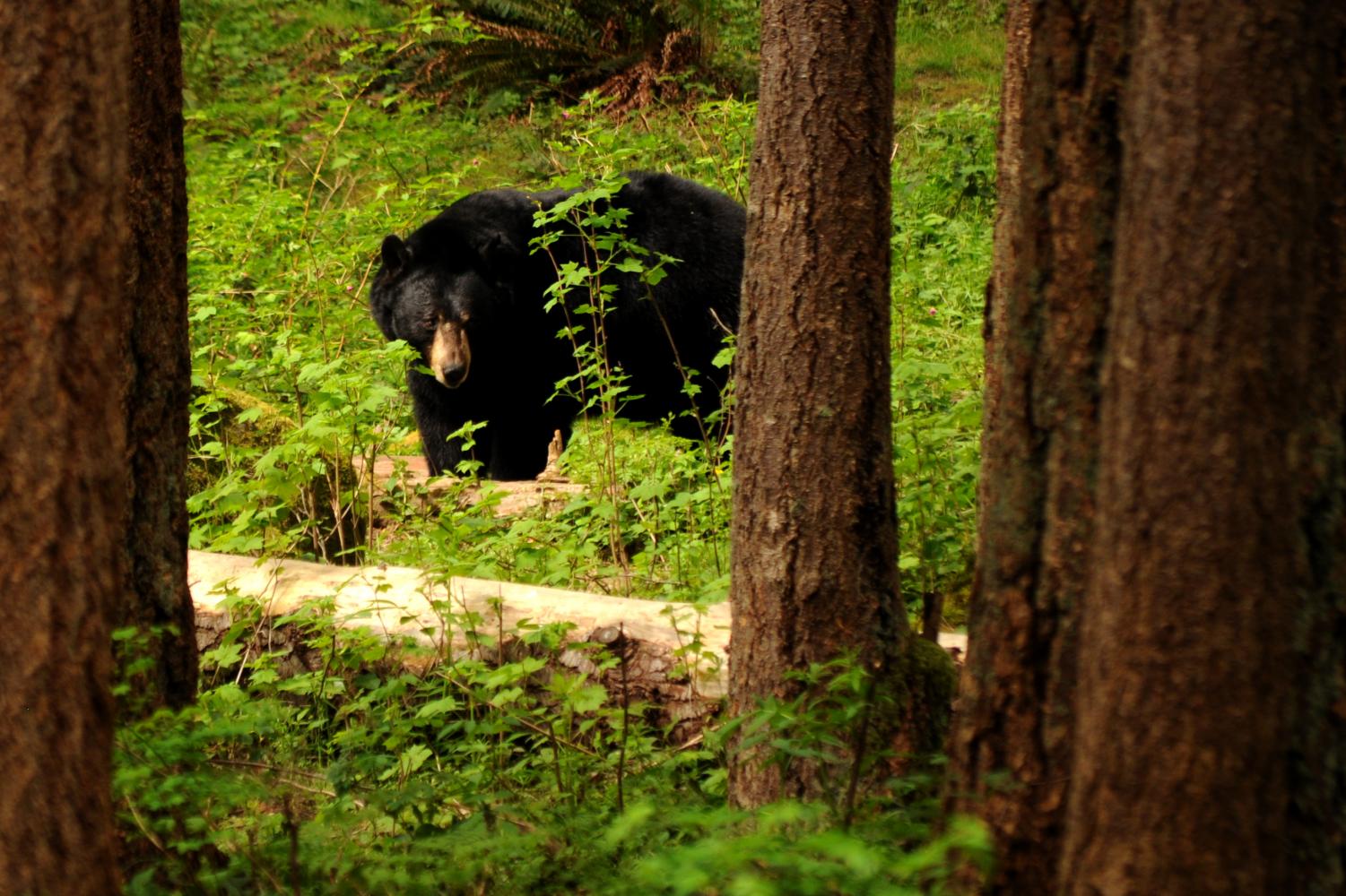 Northwest Trek Wildlife Park