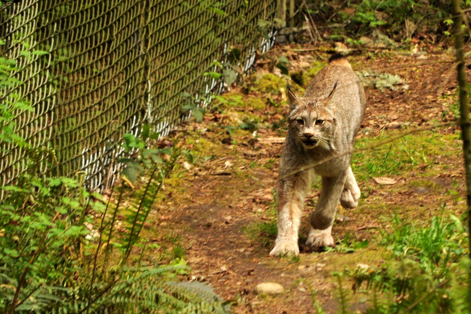 Northwest Trek Wildlife Park