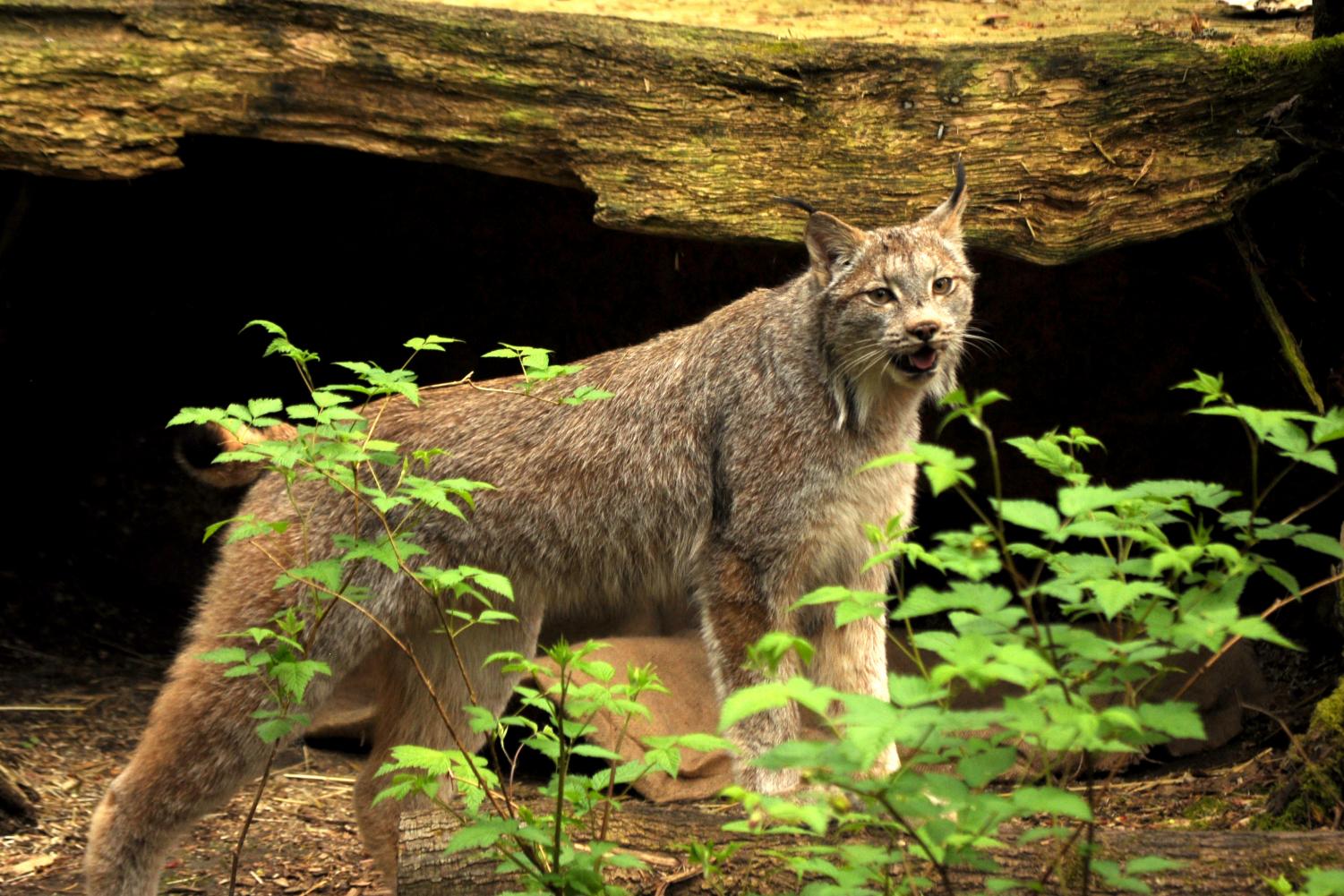Northwest Trek Wildlife Park