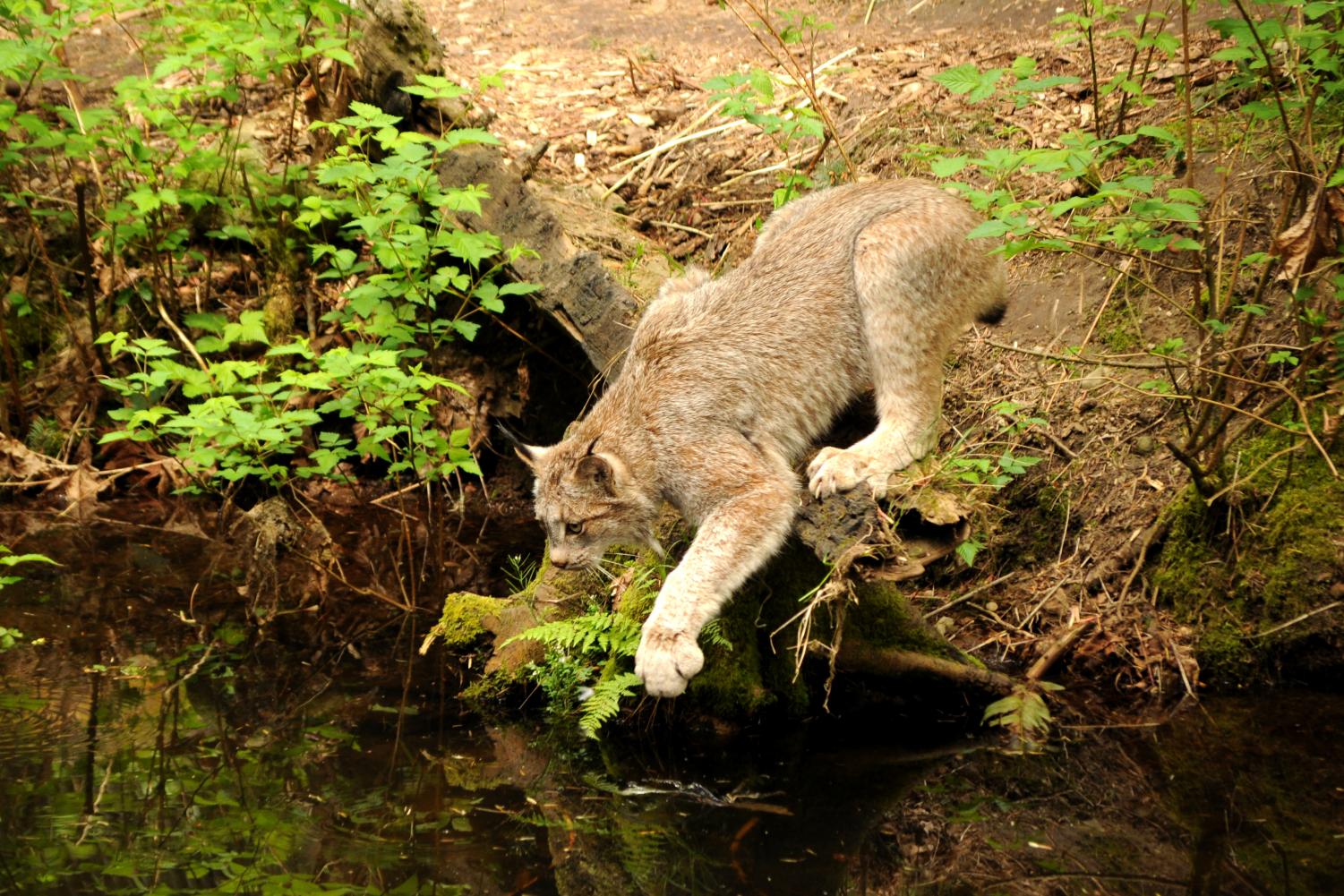 Northwest Trek Wildlife Park