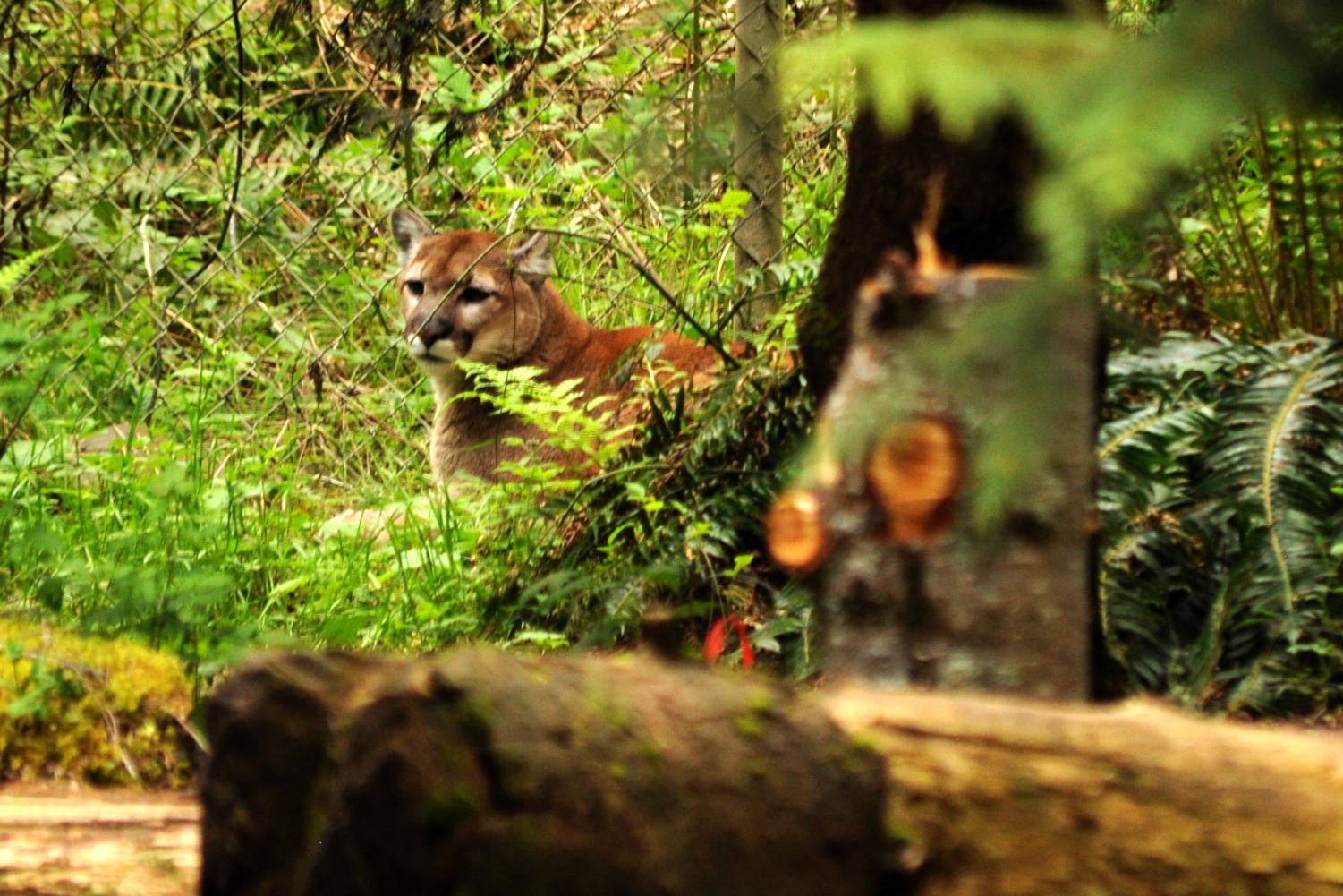 Northwest Trek Wildlife Park