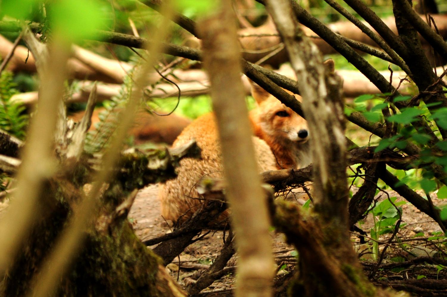 Northwest Trek Wildlife Park