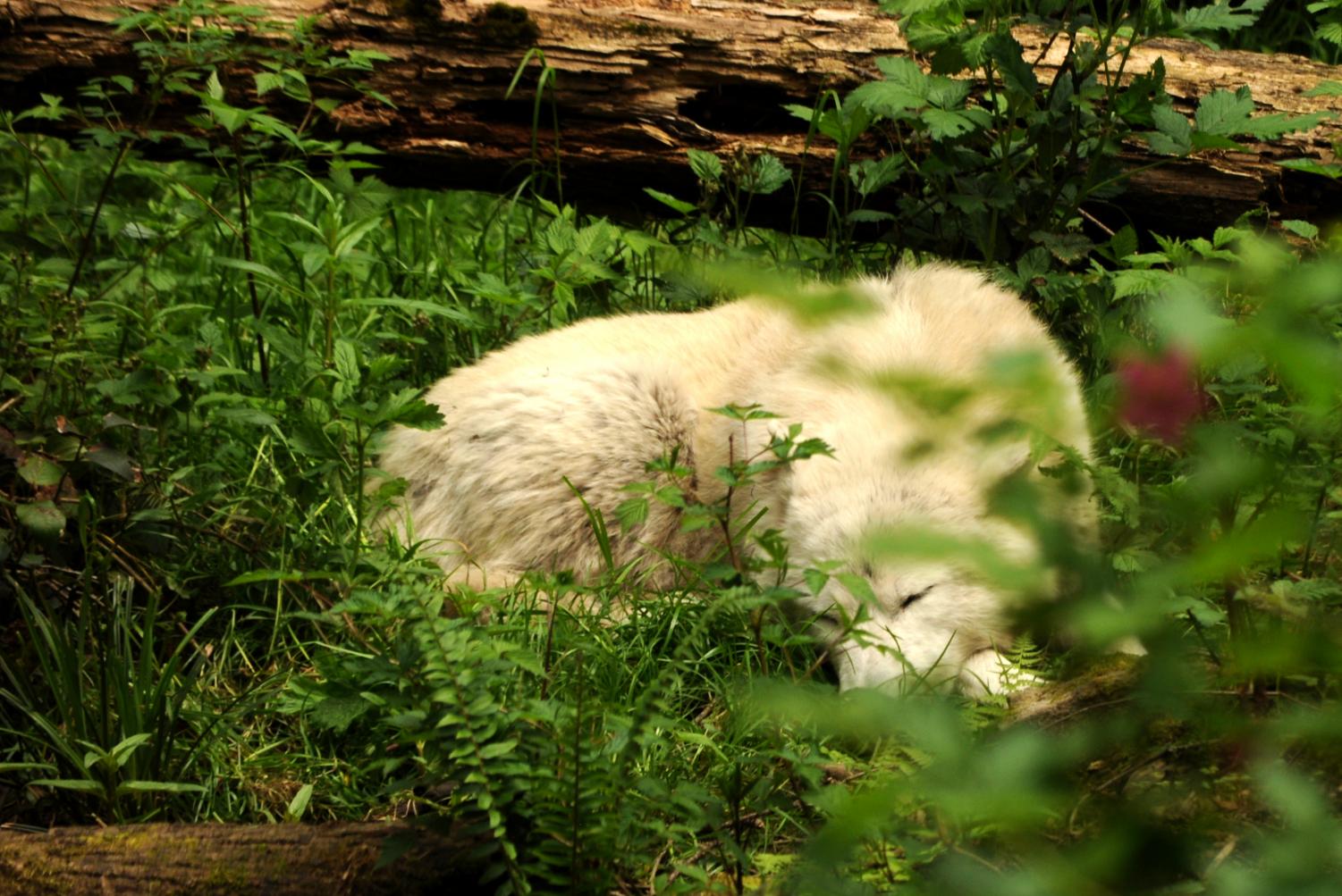 Northwest Trek Wildlife Park