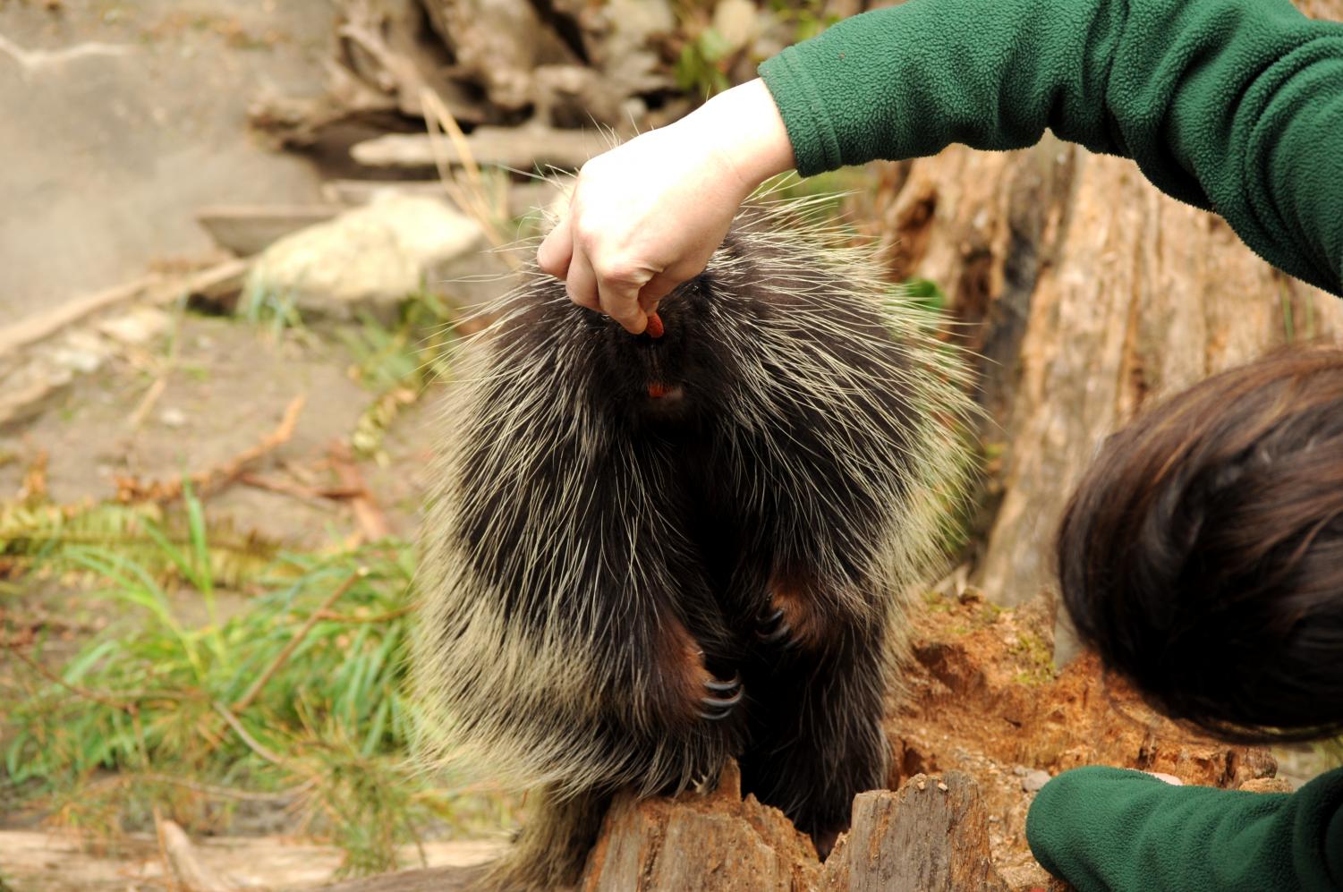Northwest Trek Wildlife Park
