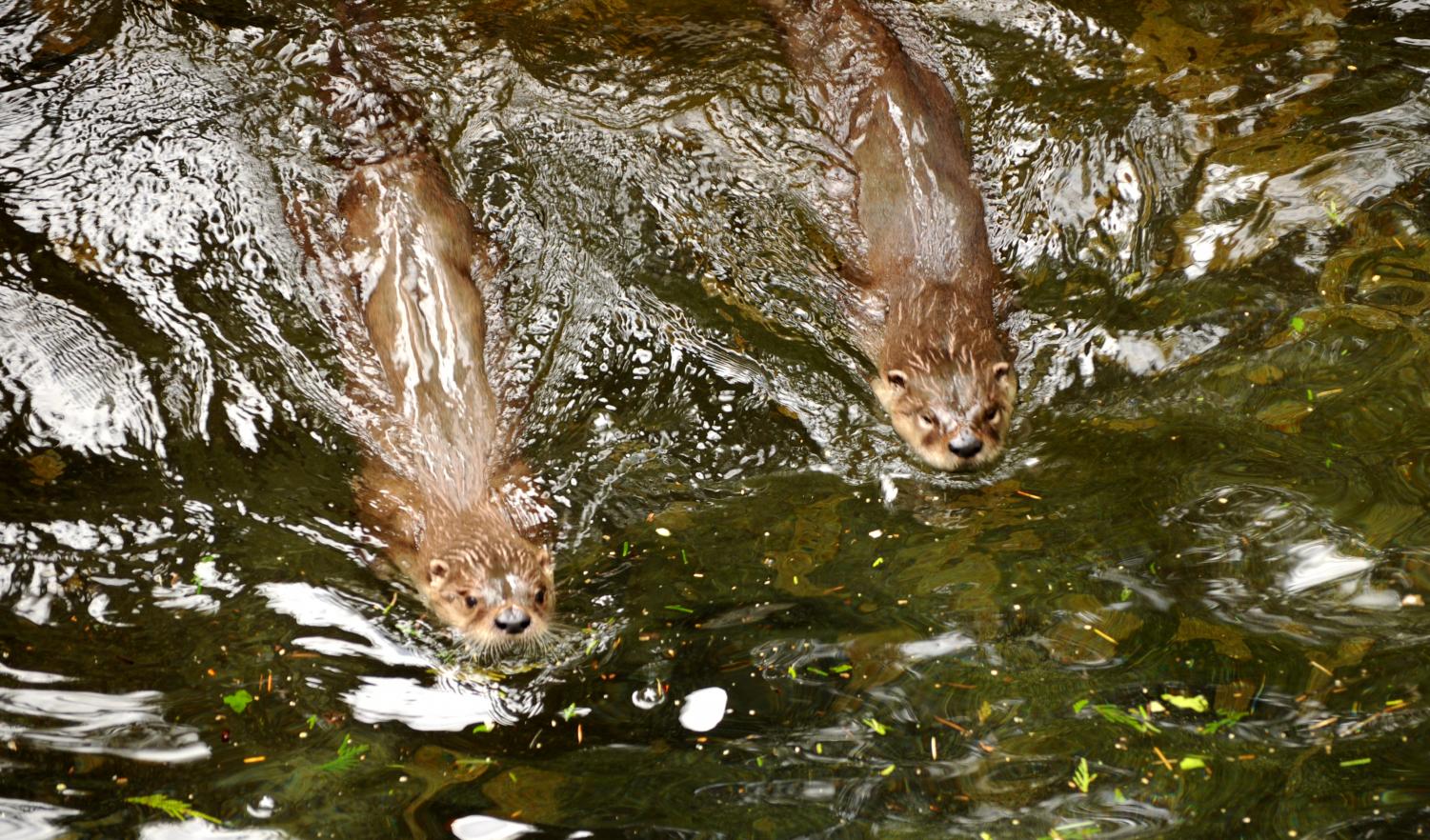 Northwest Trek Wildlife Park