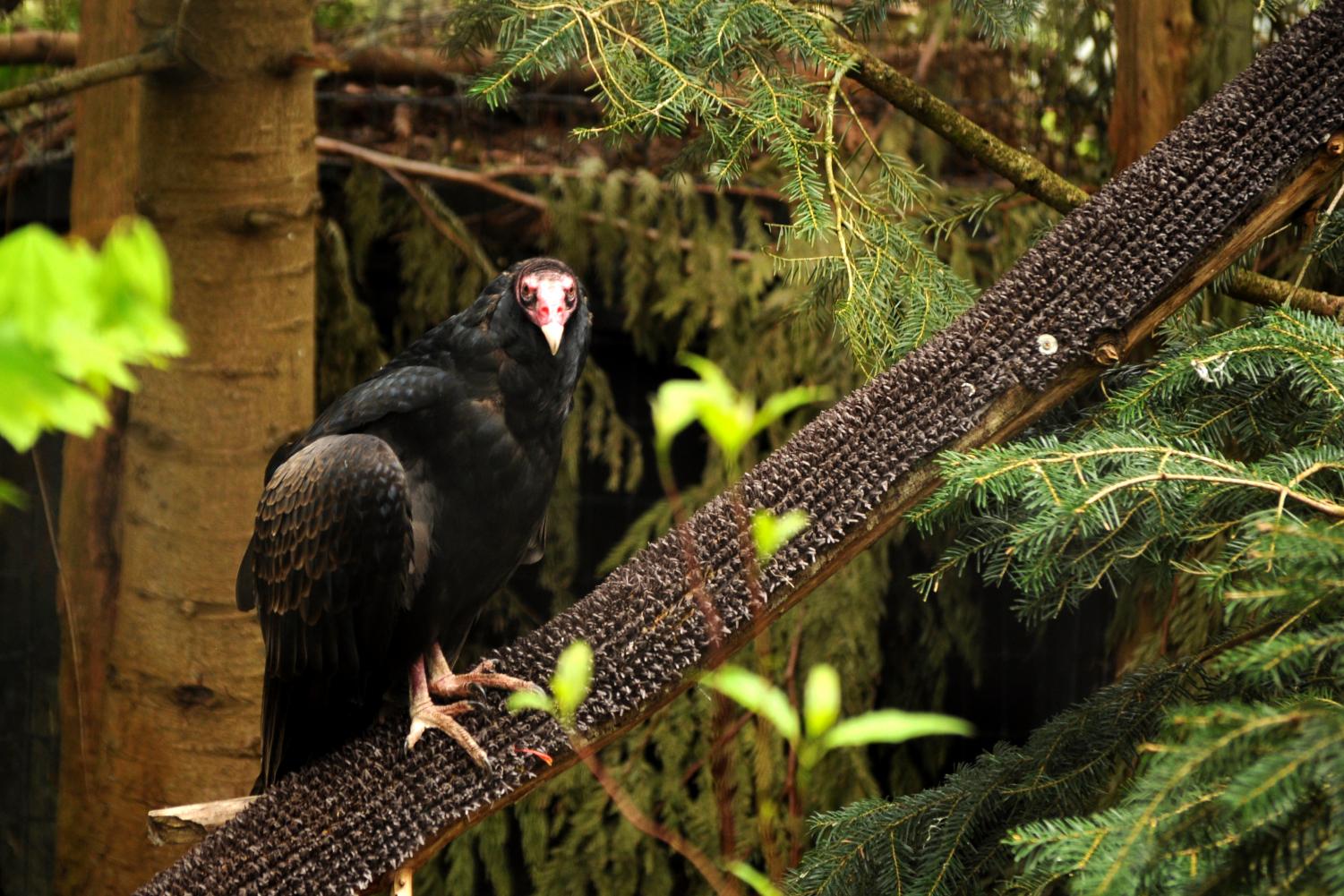 Northwest Trek Wildlife Park