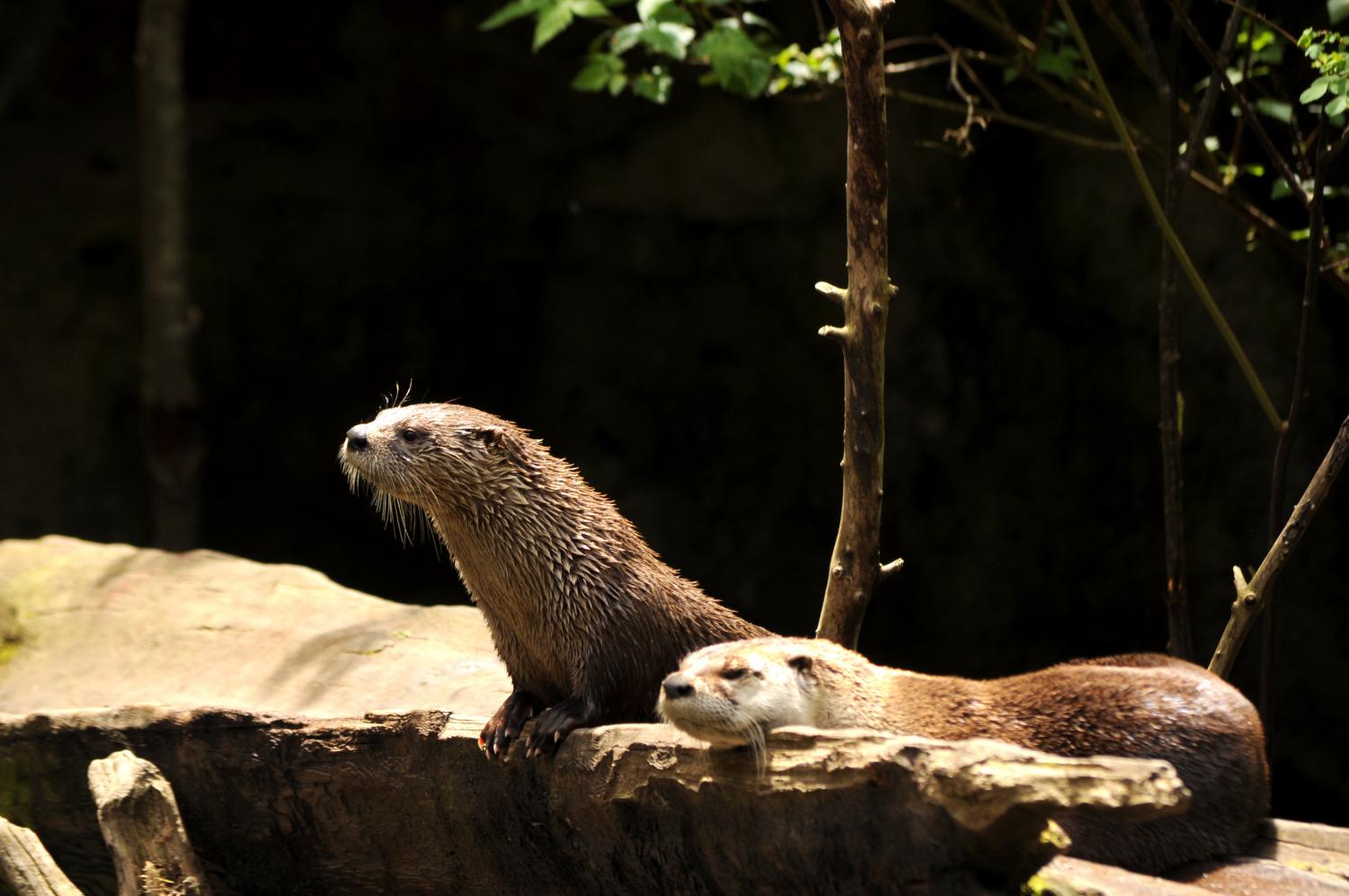 Northwest Trek Wildlife Park