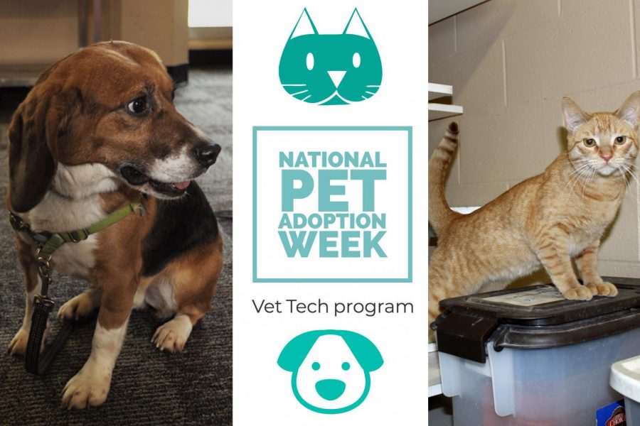 Pierce College vet tech program socializes furry companions for later adoptions