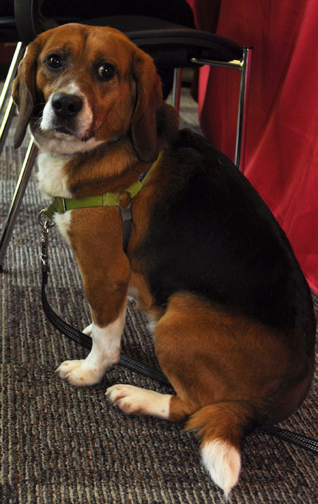 Pet Adoptions