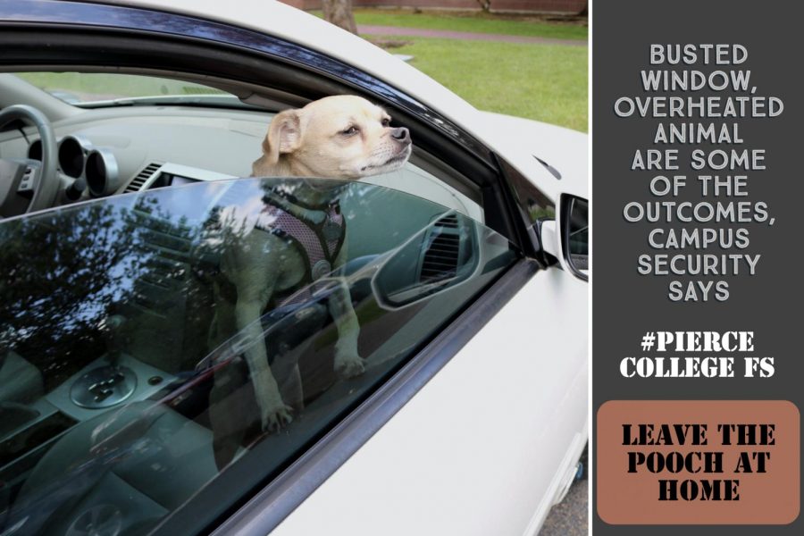 Busted window, overheated animal are some of the outcomes, campus security says