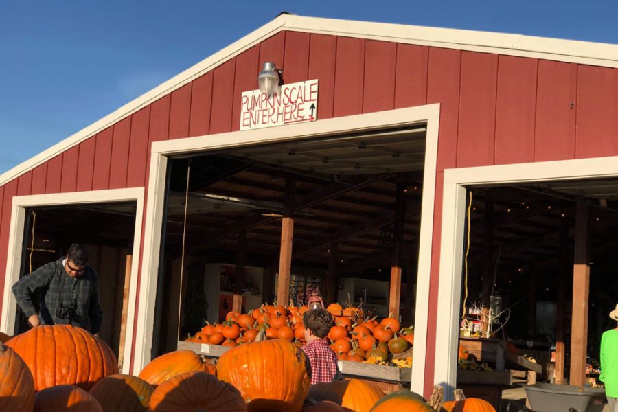 Pumpkin Patch Trip