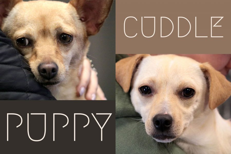 Puppy Cuddle