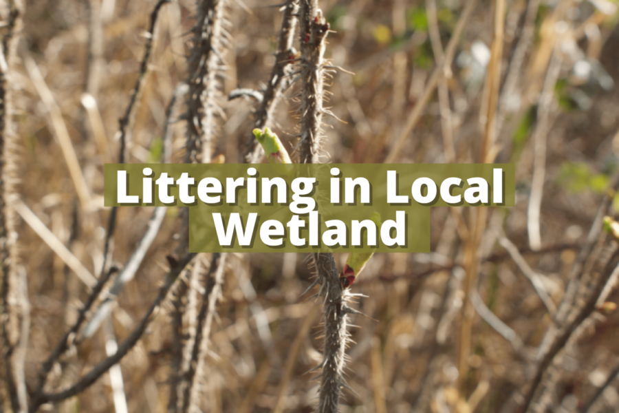 Littering in Local Wetland