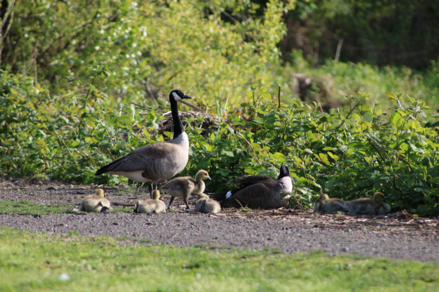 Canadian geese sunbathe with their goslings on the lakeside path. 